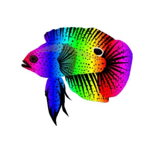 Rainbow Marine Betta